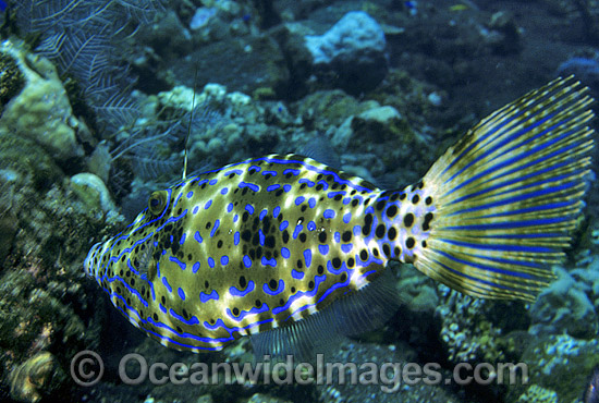 Scribbled Leatherjacket Aluterus scriptus photo Scribbled Leatherjacket Aluterus scriptus photo
