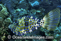 Scribbled Leatherjacket Aluterus scriptus Photo - Gary Bell