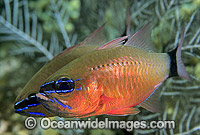 Ring-tailed Cardinalfish brooding eggs in mouth Photo - Gary Bell