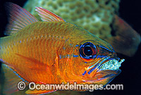 Ring-tailed Cardinalfish brooding eggs in mouth Photo - Gary Bell