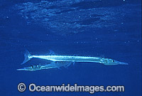 Crocodile Longtom Tylosurus crocodilus Photo - Gary Bell