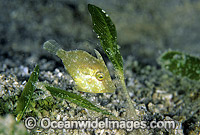 Leatherjacket in Sea Grass Photo - Gary Bell