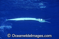Crocodile Longtom Tylosurus crocodilus Photo - Gary Bell