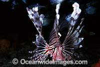 Common Lionfish Pterois volitans Photo - Gary Bell