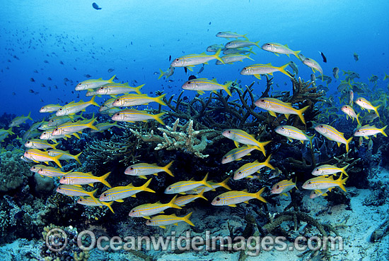 Schooling Yellow-striped Goatfish photo Schooling Yellow-striped Goatfish photo