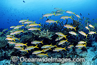 Schooling Yellow-striped Goatfish Photo - Gary Bell