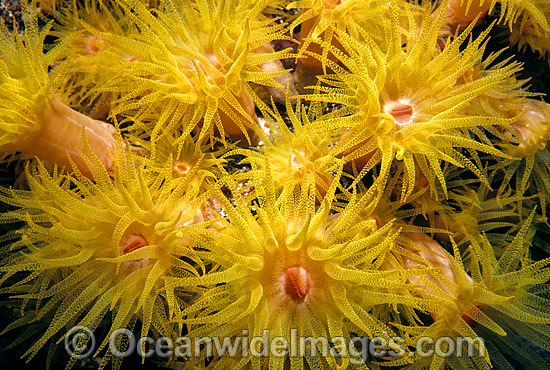 Sunshine Coral Great Barrier Reef photo Sunshine Coral Great Barrier Reef photo