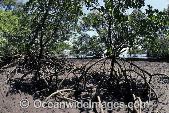 Mangrove trees Rhizophora sp. photo Mangrove trees Rhizophora sp. photo