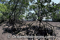 Mangrove trees Rhizophora sp. Photo - Gary Bell
