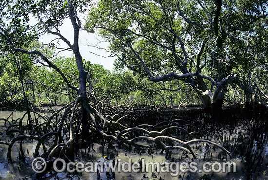 Mangrove trees Rhizophora sp. photo Mangrove trees Rhizophora sp. photo