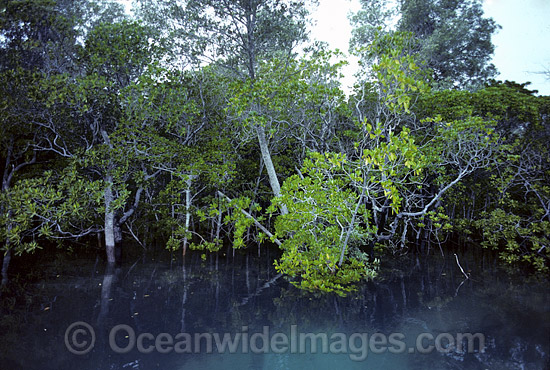 Mangrove trees Willie Creek photo Mangrove trees Willie Creek photo