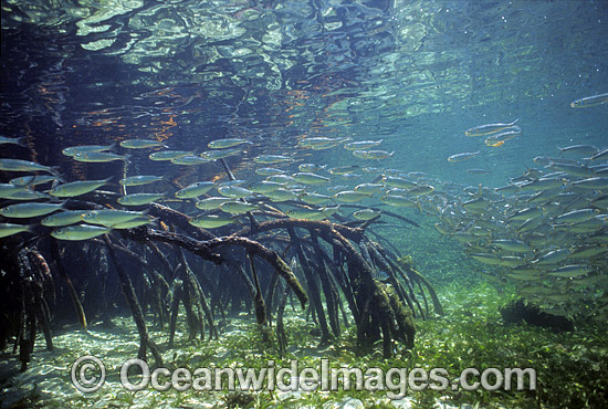 Anchovy amongst Mangrove photo Anchovy amongst Mangrove photo