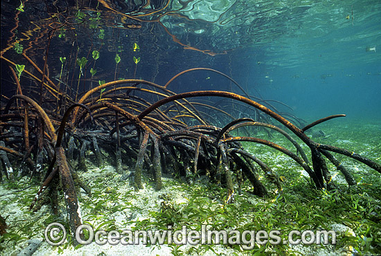 Mangrove tree Rhizophora stylosa photo Mangrove tree Rhizophora stylosa photo