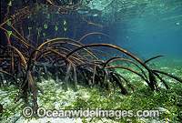Mangrove tree Rhizophora stylosa Photo - Gary Bell