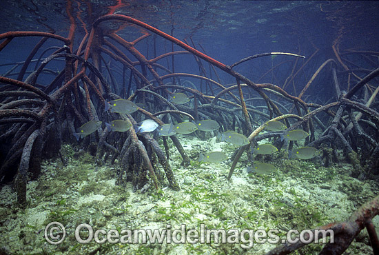 Lined Rabbitfish Siganus lineatus photo Lined Rabbitfish Siganus lineatus photo