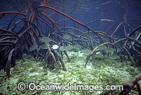 Lined Rabbitfish Siganus lineatus Photo - Gary Bell