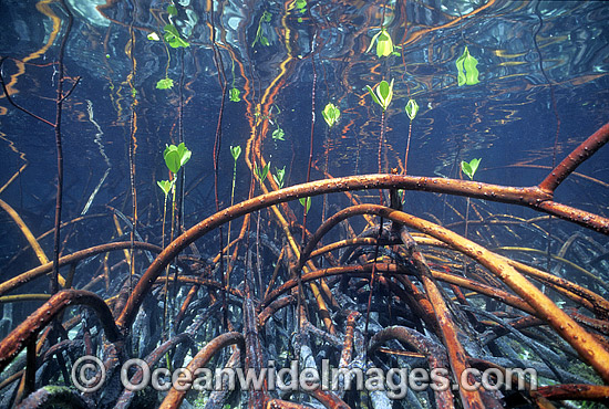 Mangrove roots Rhizophora stylosa photo Mangrove roots Rhizophora stylosa photo