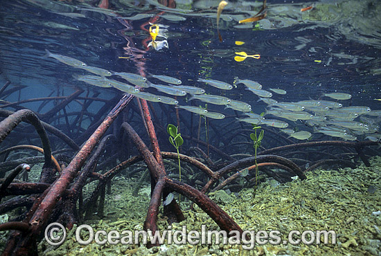 Anchovy amongst Mangrove photo Anchovy amongst Mangrove photo