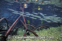 Anchovy amongst Mangrove Photo - Gary Bell