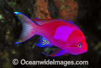 Square-spot Basslet Pseudanthias pleurotaenia Photo - Gary Bell