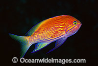 Square-spot Basslet Photo - Gary Bell
