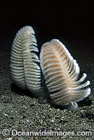 Sea Pen New Zealand Photo - Gary Bell