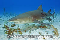 Lemon Shark with Remora Suckerfish Photo - Andy Murch