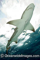 Lemon Shark with Remora Suckerfish Photo - Andy Murch