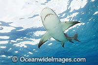Lemon Shark Negaprion brevirostris Photo - Andy Murch
