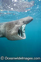 Basking Shark filter feeding on plankton Photo - Andy Murch