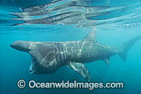 Basking Shark  filter feeding on plankton Photo - Andy Murch