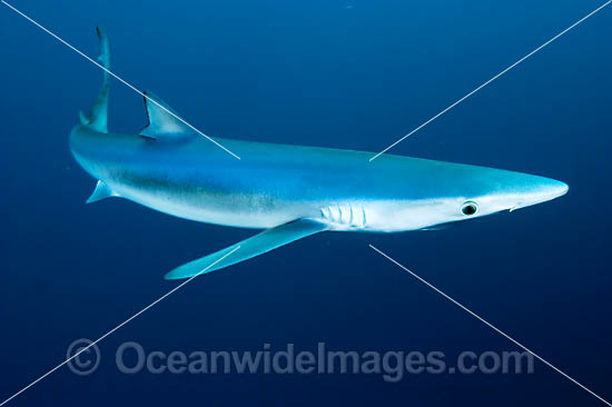 Blue Shark or Blue Whaler photo Blue Shark or Blue Whaler photo