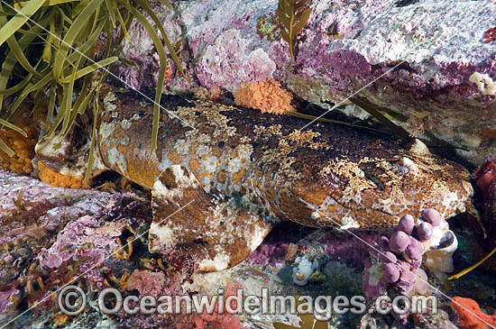 Cobbler Wobbegong Shark photo