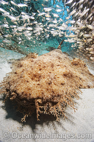 Tasselled Wobbegong Shark surrounded by Baitfish photo