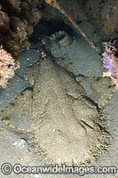 Tasselled Wobbegong Shark Photo - Andy Murch