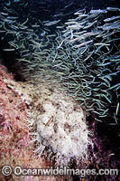 Tasselled Wobbegong Shark surrounded by Baitfish Photo - Andy Murch