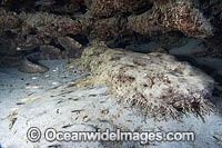 Tasselled Wobbegong Shark Photo - Andy Murch