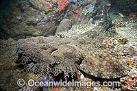 Tasselled Wobbegong Shark Photo - Andy Murch