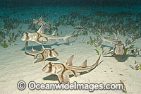 Port Jackson Shark Heterodontus portusjacksoni Photo - Andy Murch