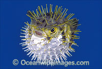 Globefish Diodon nichthemerus Photo - Gary Bell
