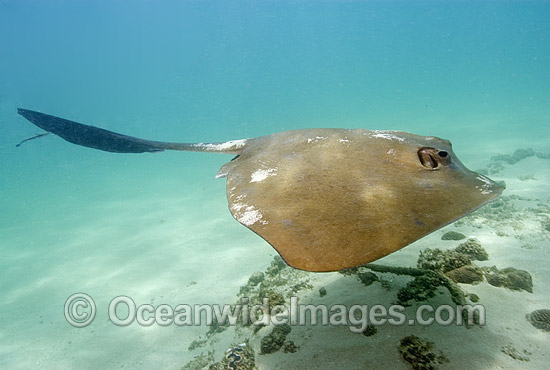 Cowtail Stingray Pastinachus sephen photo