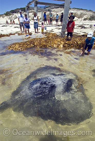 Black Stingray Dasyatis thetidis photo