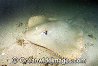 Jenkins Whipray Himantura jenkinsii Photo - Andy Murch