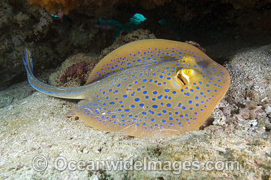 Blue-spotted Fantail Ray Taeniura lymma photo
