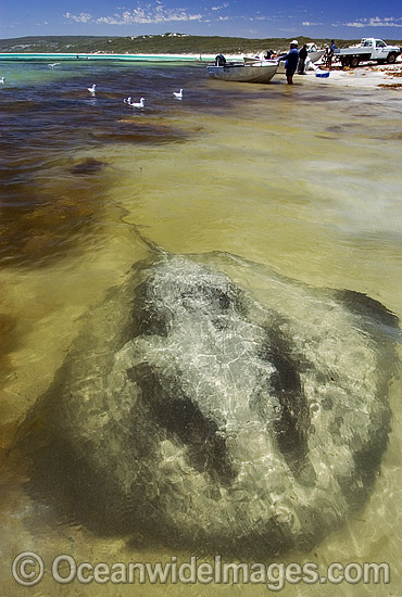 Black Stingray Dasyatis thetidis photo