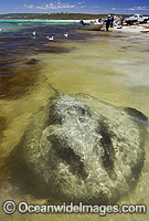 Black Stingray Dasyatis thetidis Photo - Andy Murch