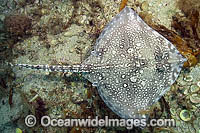 Thornback Skate Raja clavata Photo - Andy Murch