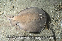 Coffin Ray Hypnos monopterygium Photo - Andy Murch