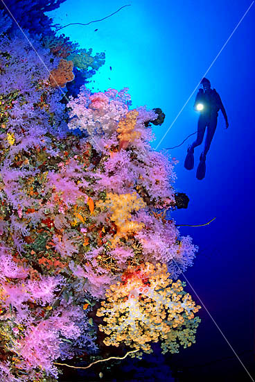 Scuba Diver with Soft Corals photo Scuba Diver with Soft Corals photo