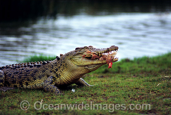 Estuarine Crocodile feeding on fowl photo